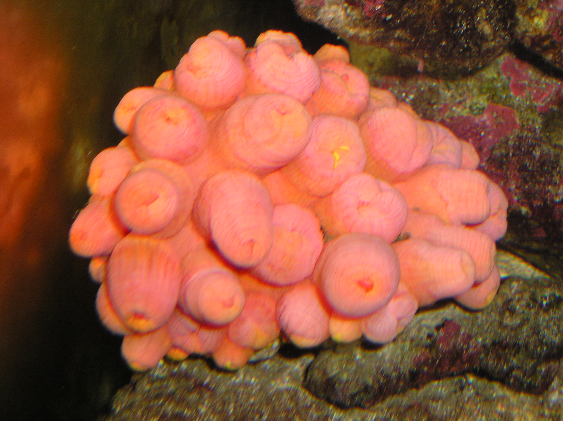 Tubastraea coccinea 2.JPG